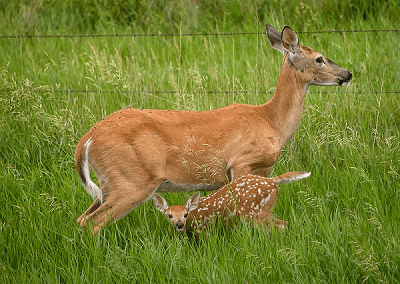 a deer and a fawn