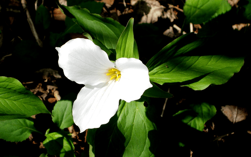 trillium flower